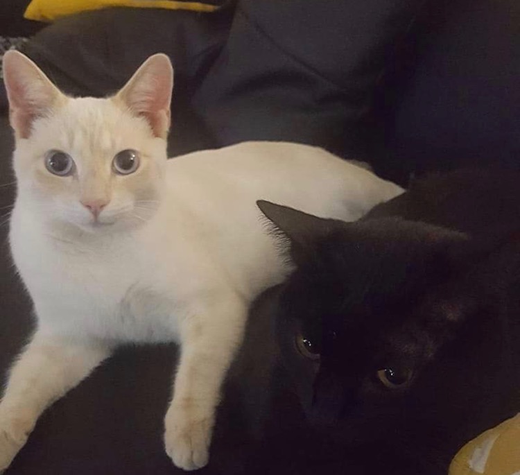 CHAT PERDU FLACE SEPT.jpg
