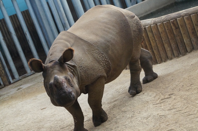 RHINOCEROS_TOUROPAC_ROMANECHE.jpg