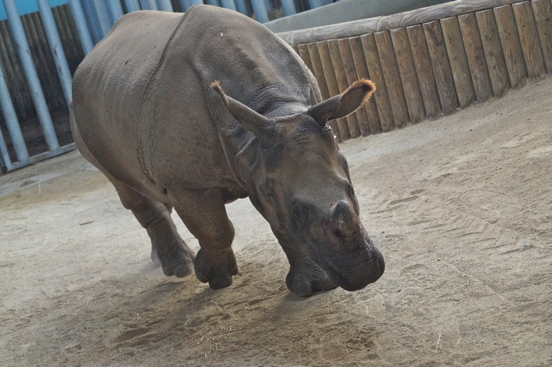 TOUROPARC_RHINOCEROS.jpg