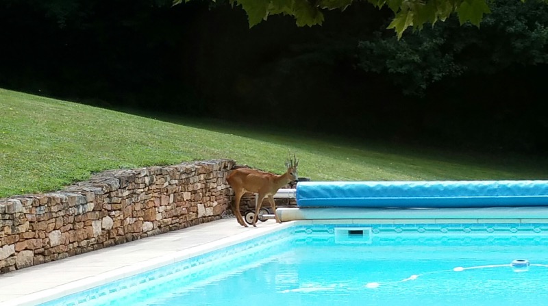 Macon Infos Le Web Journal Du Maconnais Vu A Charbonnieres Un Chevreuil Assoiffe Saisi Par Un Fidele De Macon Infos