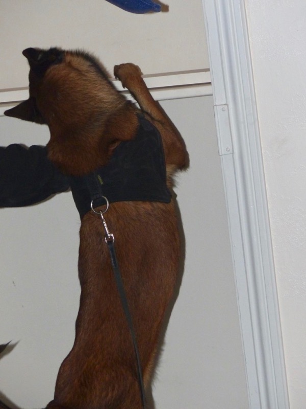 Mâcon Infos - Le Web Journal du Mâconnais - MÂCON : Un chien formé 