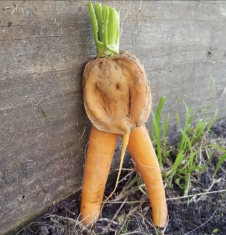LEGUMES FACETIEUX - 1.jpg