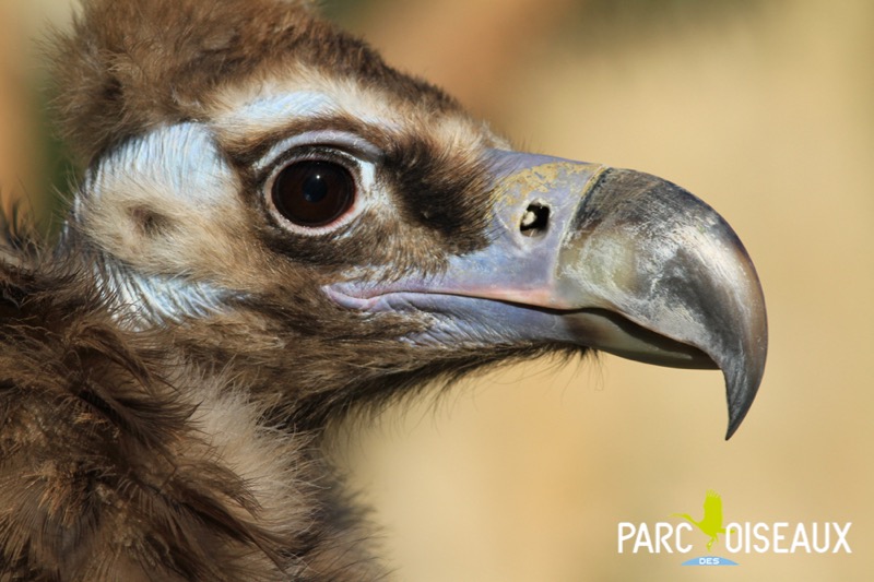 Macon Infos Le Web Journal Du Maconnais Dombes Un Vautour Moine Est Ne Au Parc Des Oiseaux