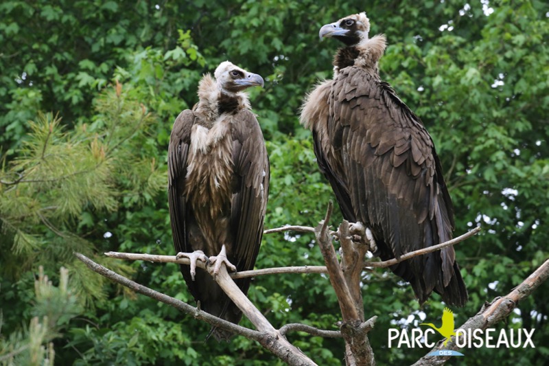 Macon Infos Le Web Journal Du Maconnais Dombes Un Vautour Moine Est Ne Au Parc Des Oiseaux Macon Infos Le Web Journal Du Maconnais Dombes Un Vautour Moine Est Ne Au Parc Des Oiseaux