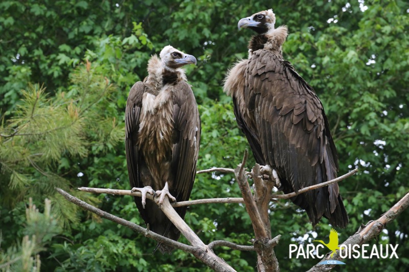 Macon Infos Le Web Journal Du Maconnais Dombes Un Vautour Moine Est Ne Au Parc Des Oiseaux