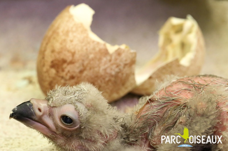 Macon Infos Le Web Journal Du Maconnais Dombes Un Vautour Moine Est Ne Au Parc Des Oiseaux Macon Infos Le Web Journal Du Maconnais Dombes Un Vautour Moine Est Ne Au Parc Des Oiseaux