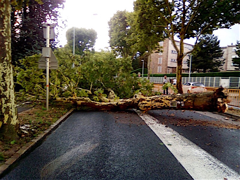 Macon Infos Le Web Journal Du Maconnais Macon L Orage Aura Eu Raison De Ce Platane Macon Infos Le Web Journal Du Maconnais Macon L Orage Aura Eu Raison De Ce Platane