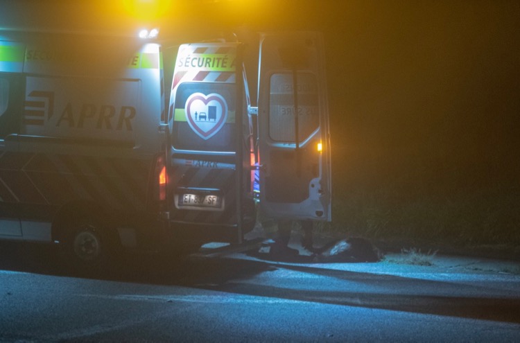 SANGLIER AUTOROUTE - 2.jpg