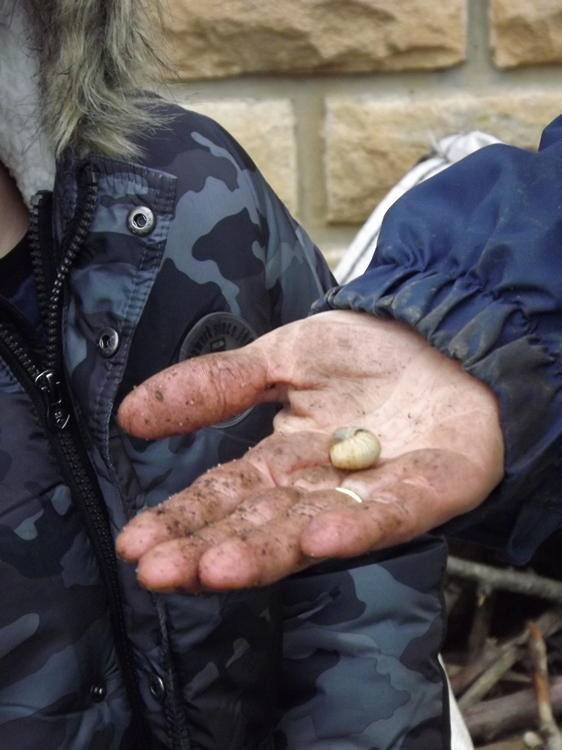 la larve de cétoine, Reine du compost pour Fatima PARDON.JPG